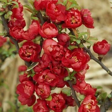 Айва японская Ред Джой (Chaenomeles japonica 'Red Joy')