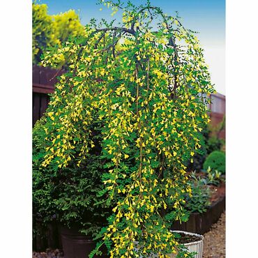 Акация желтая Пендула (Caragana arborescens 'Pendula')