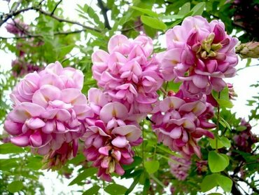 Акация розовоцветущая (Robinia neomexicana)
