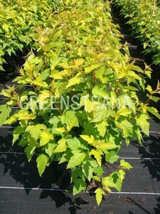 Пузыреплодник калинолистный Дартс Голд (Physocarpus opulifolius 'Darts Gold')