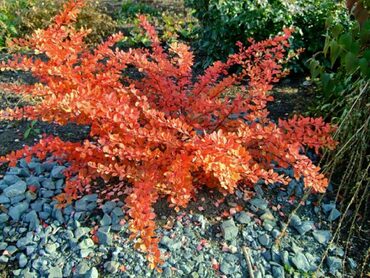 Барбарис Тунберга Оранж Карпет (Berberis thunbergii 'Orange Carpet')