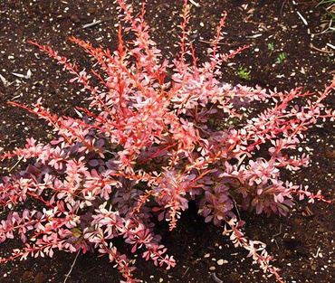 Барбарис Тунберга Пинк Этракшен (Berberis thunbergii 'Pink Attraction')