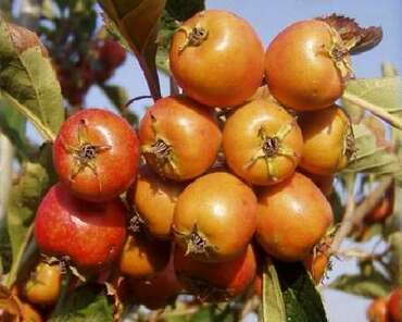 Боярышник Людмила (Crataegus 'Ludmila')