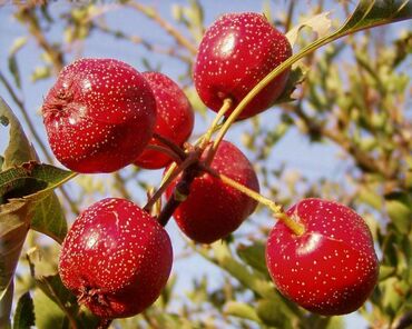 Боярышник Мао-мао (Crataegus pinnatifida 'Mao-mao')