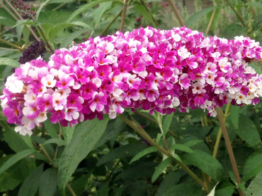 Будлея Давида Беррис энд Крим (Buddleja davidii 'Berries and Cream')