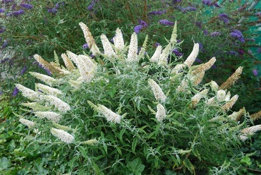 Будлея Давида Вайт Чип (Buddleja davidii 'White Chip')
