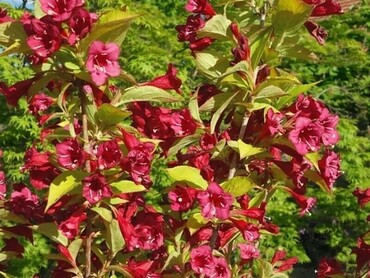 Вейгела гибридная Олимпиада (Weigela 'Olimpiada')