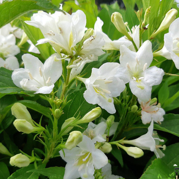 Вейгела цветущая Кандида (Weigela florida 'Candida')