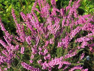 Вереск обыкновенный Аннемария (Calluna vulgaris 'Annemarie')