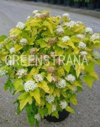 Пузыреплодник калинолистный Наггет (Physocarpus opulifolius 'Nugget')