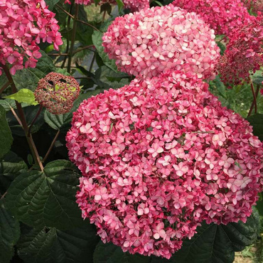 Гортензия древовидная Инвинсибел (Hydrangea arborescens 'Invincibelle Spirit')