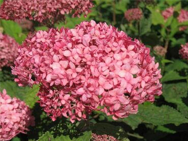 Гортензия древовидная Меджикал Пинкербелл (Hydrangea arborescens 'Magical Pinkerbell')