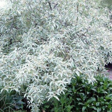 Лох серебристый Квиксильвер (Elaeagnus angustifolia 'Quicksilver')