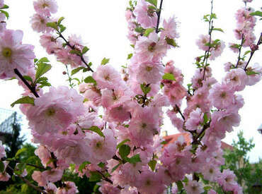 Миндаль трехлопастной Руслана (Prunus triloba 'Ruslana')