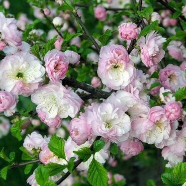 Миндаль трехлопастной Снега Уимуры (Prunus triloba 'Snega Wimury')