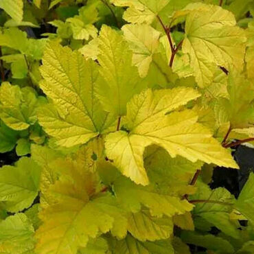 Пузыреплодник калинолистный Ауреа (Physocarpus opulifolius 'Aurea')