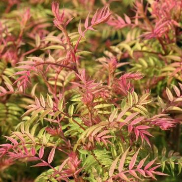 Рябинник рябинолистный Пинк Хопи (Sorbaria sorbifolia 'Pink Hopi')