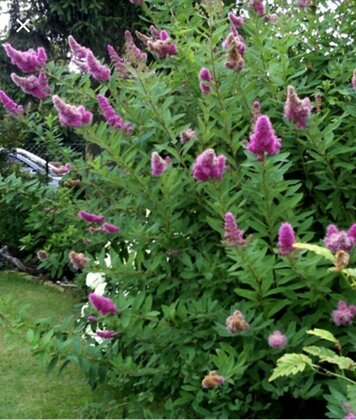 Спирея Билларда Триумфанс (Spiraea x billardii 'Triumphans')