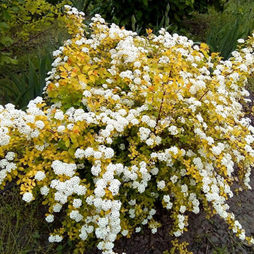 Спирея Ван-гутта Голд Фонтан (Spiraea x vanhouttei 'Gold Fountain')