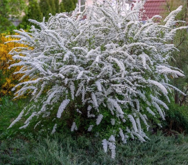 Спирея серая Казиу (Spiraea x cinerea 'Kaziu')