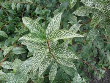 Форзиция корейская Кумсон (Forsythia ovata 'Kumson')