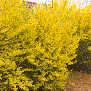 Форзиция промежуточная Линвуд Голд (Forsythia x intermedia 'Lynwood Gold')