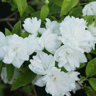 Чубушник садовый Фрости Мон (Philadelphus 'Frosty Morn')