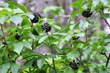 Элеутерококк колючий (Eleutherococcus senticosus)