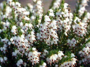 Эрика дарленская Вайт Перфекшн (Erica x darleyensis 'White Perfection')