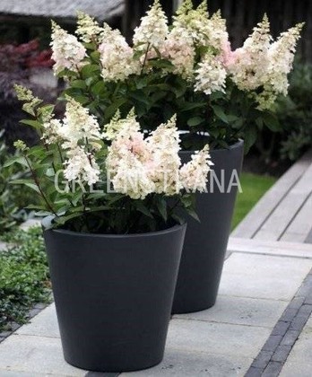 Гортензия метельчатая Кандлелайт (Hydrangea paniculata 'Candlelight')