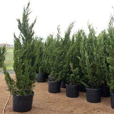 Можжевельник китайский Кайзука Вариегата (Juniperus chinensis 'Kaizuka Variegata')