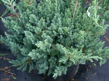 Можжевельник китайский Сан Хосе (Juniperus chinensis 'San Jose')