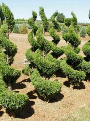 Можжевельник китайский Спартан (Juniperus chinensis 'Spartan') спираль