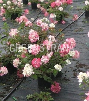 Гортензия метельчатая Диамант Руж (Hydrangea paniculata 'Diamant Rouge')