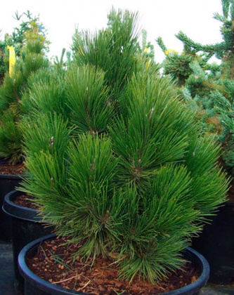 Сосна Гельдрейха Грисс (Pinus heldreichii 'Greece')