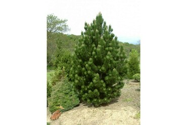 Сосна белокорая Индиго Айс (Pinus leucodermis 'Indigo Eyes')