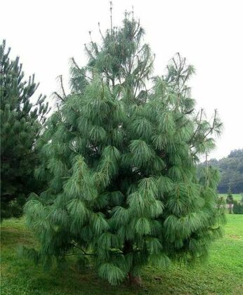 Сосна гималайская (Pinus wallichiana)