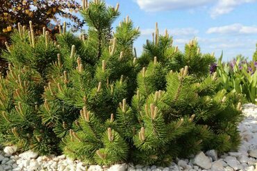 Сосна горная Танненбаум (Pinus mugo 'Tannenbaum')