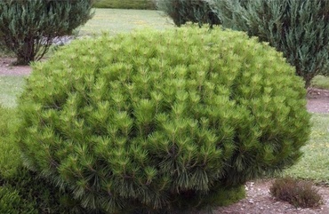 Сосна густоцветная Алиса Веркаде (Pinus densiflora 'Alice Verkade')