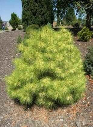 Сосна густоцветная Голден Хост (Pinus densiflora 'Golden Ghost')