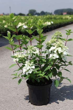 Гортензия метельчатая Мега Минди (Hydrangea paniculata 'Mega Mindy')
