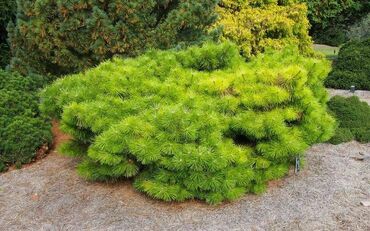 Сосна густоцветная Джейн Клюис (Pinus densiflora 'Jane Kluis')
