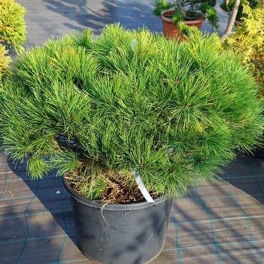 Сосна густоцветная Умбракулифера (Pinus densiflora 'Umbraculifera')