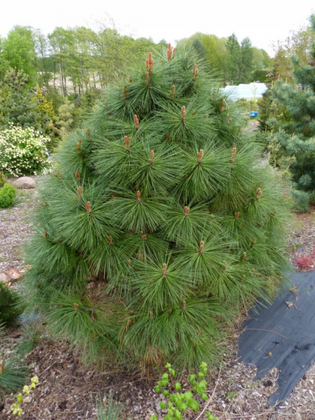 Сосна Джеффри (Pinus jeffreyi)