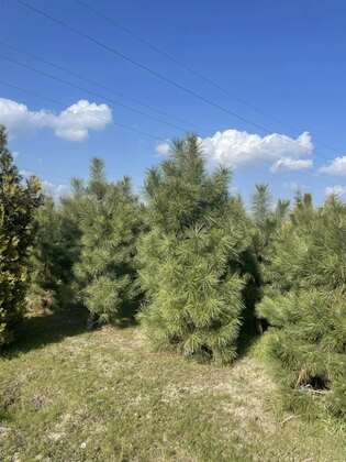 Сосна желтая (Pinus ponderosa)