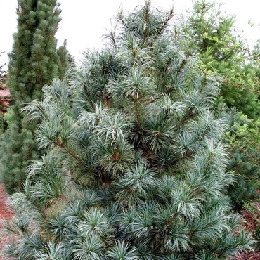 Сосна кедровая корейская Сильвер Лайнинг (Pinus koraiensis 'Silver Lining')