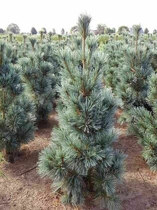 Сосна гибкая (Pinus flexilis)