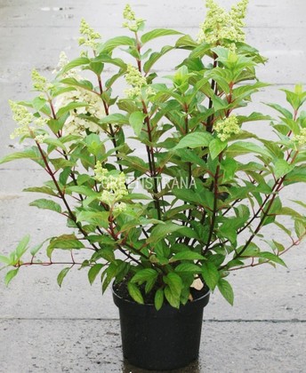 Гортензия метельчатая Сильвер Доллар (Hydrangea paniculata 'Silver Dollar')