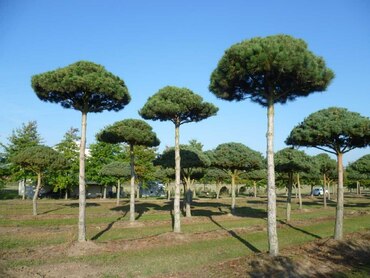 Сосна обыкновенная ф. Пиния (Pinus sylvestris f. pinea)