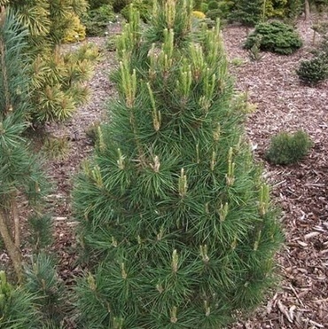 Сосна обыкновенная Компакт Селект (Pinus sylvestris 'Compact Select')